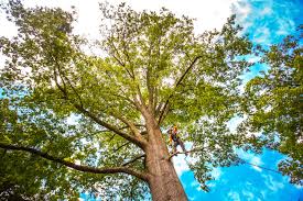 How Our Tree Care Process Works  in  Estancia, NM