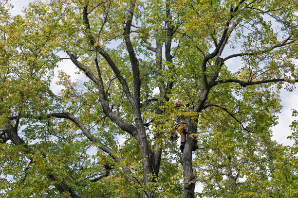 Reliable Estancia, NM Tree Care Solutions